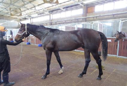 ��������ŷ ����