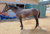 �������� (LOVELY RUN) ����