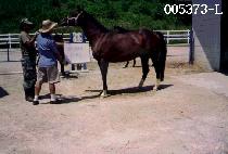 �̽��ƾ߹� (MISS AYAME) ����