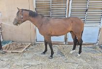 ������� (NOBLE WIND) ����