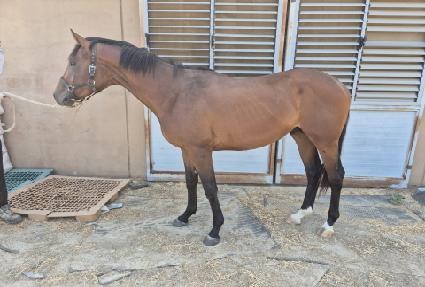 ������� ����