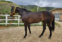 �����ǰ��� (BEOLMAUI GEOIN) ����