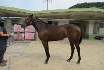 ���ġ�ø� (VIVA CISSIMO) ����