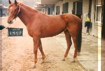 �������� (GUN MA SEUNG MA) ����