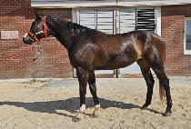 ���ʽ����� (RUNNERS HIGH) ����