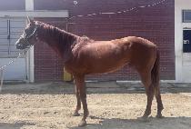 �����ͽ����� (RESONANCE MARINE) ����