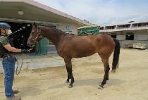 ������ (POMADE) ����