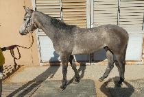 ���������� (SUCCESS DAY) ����