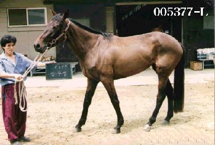 ������ ����