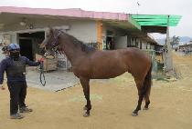 ��Ʈ���� (ULTRA QUEEN) ����