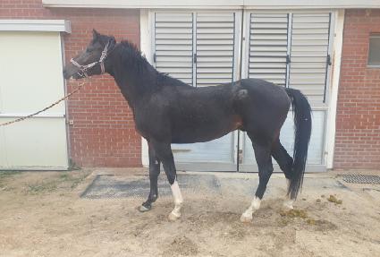 ��Ÿ��ƽ��Ƽ ����