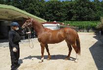 �Ƿ�ü��� (FIRENZE GOLD) ����