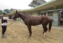 ����ī���� (SEVEN KAISER) ����