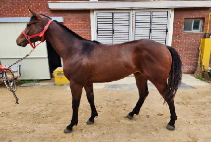 ŷ��ŷ ����