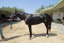 �����ǽ�Ÿ (DONGGANGUI STAR) ����