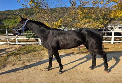 ���ﰭŸ�� ����