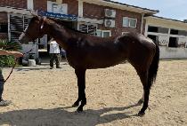 ���̿��� (I AM QUEEN) ����