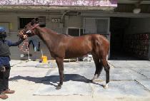 ��Ŭ�������� (ECLIPSE ELLY) ����