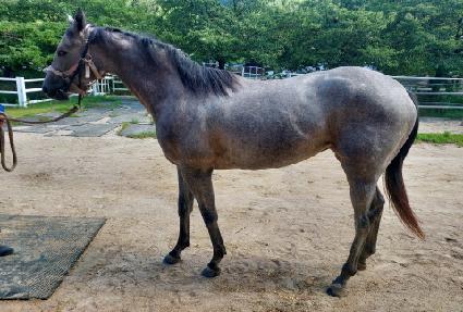 ���Ƽ�ƶ� ����