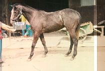 �Ա� (IB GOONG) ����