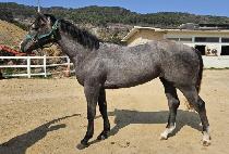 ����è�� (DOCTOR CHAMP) ����