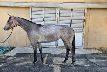 �����̰��� (B.K. GALE) ����