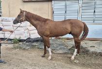 �»��ȭ (TAESAN SHINHWA) ����