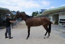 �ֵθ��� (SSANGDUMACHA) ����