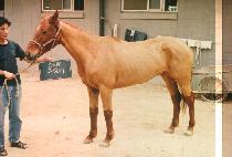 ���ӻ� (CHU IM SAE) ����