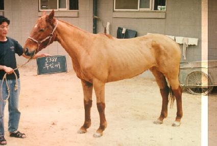 ���ӻ� ����