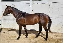 ������ŷ�� (WOLFS KING MAN) ����