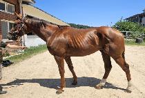 ���Ÿ����̽� (LUXURY CHOICE) ����