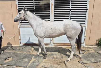 �׸������� ����