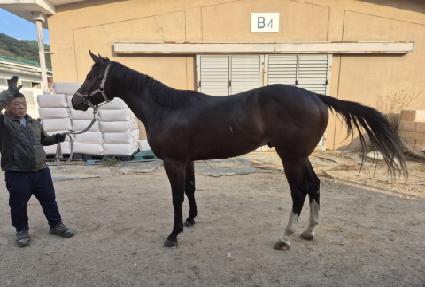 ��ĸ�ĵ巯�� ����