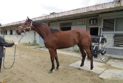 �긮������ ����