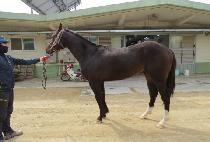 �������̽� (BEONGAE LEWIS) ����