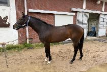 ������Ʈ (QUEEN PERFECT) ����