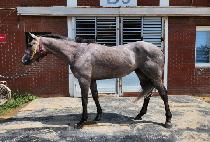 �ູƮ�� (HAENGBOK TREE) ����