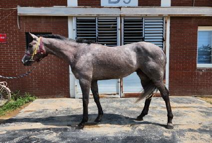 �ູƮ�� ����