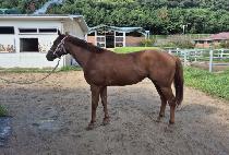 ������õ�� (AEGIS CHEONMA) ����