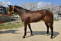 ���ͺ�� (DOCTOR BISHOP) ����