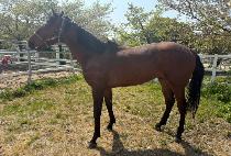 �̽����÷��� (MR.FLASH) ����