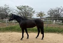 ���ϵ帮�� (WILD REAL) ����