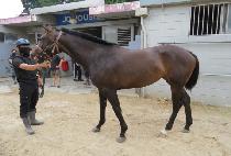 �Ŀ�Ǯ���� (POWERFUL PRADO) ����