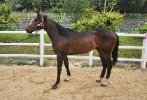 �Ŀ�Ǯ��Ʋ (POWERFUL BATTLE) ����