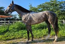 īŻ�������� (CATALINA MARINE) ����