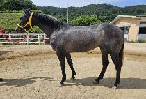 ���ƽý���� (OASIS RUBY) ����