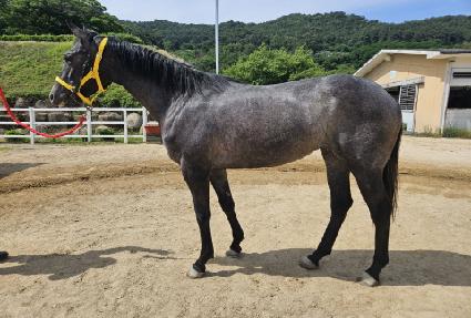 ���ƽý���� ����