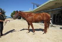 �����Ͽ��� (BLUE HAWAII) ����