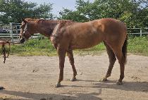 �ǽ����� (PISTOL CUT) ����